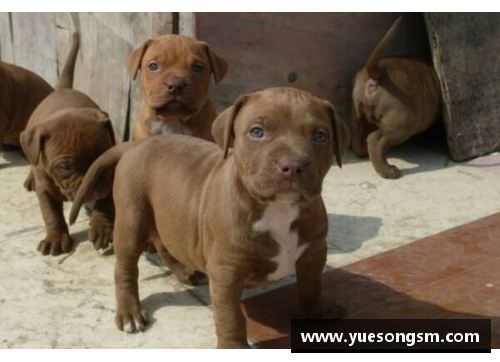 KY开元集团能轻松战胜比特犬的“狗”，却被外国人当宠物，网友看得瑟瑟发抖